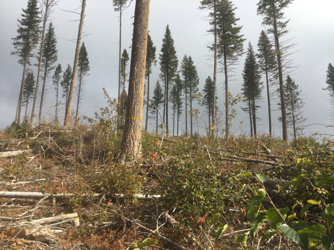 Single Tree retention treatment