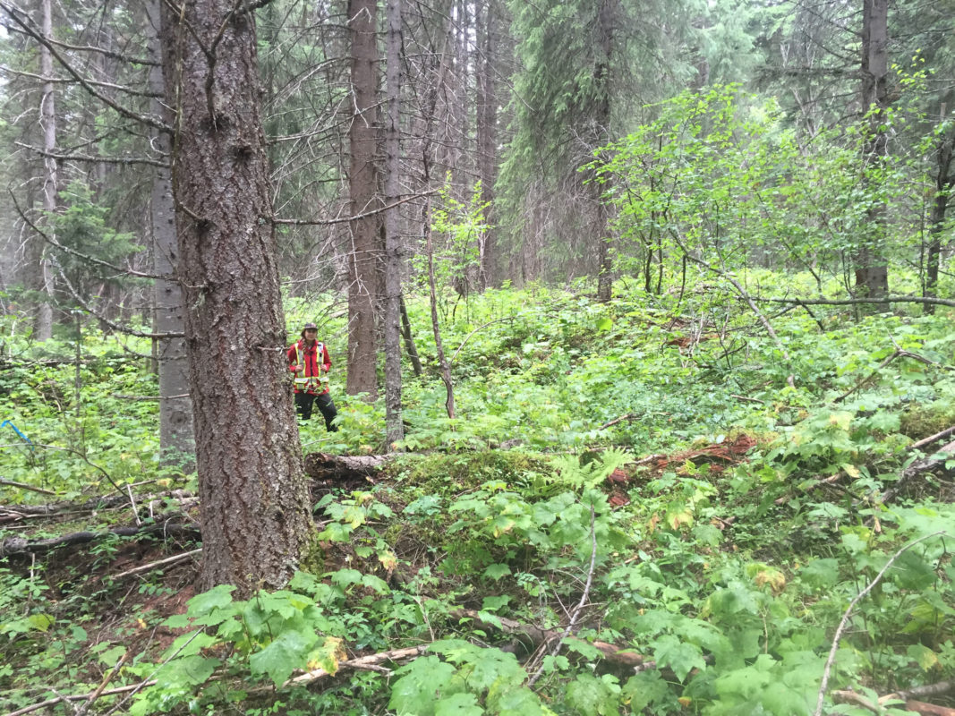 Forest at Alex Fraser research site