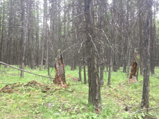 Forest at Jaffray research site