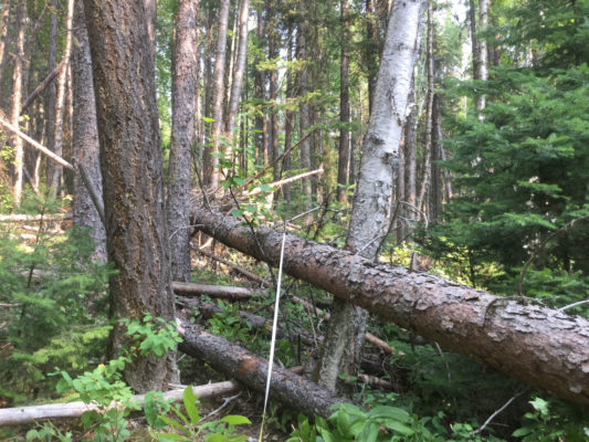 Forest at John Prince research site