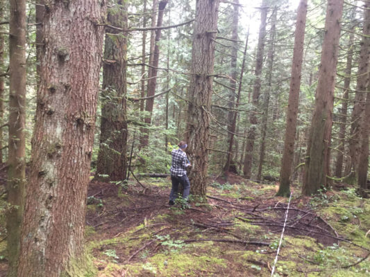 Forest at Malcolm Knapp research site