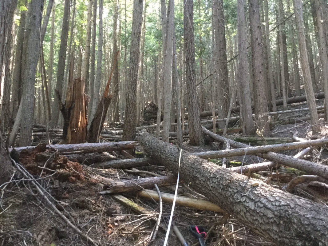 Forest at Narrows Creek research site