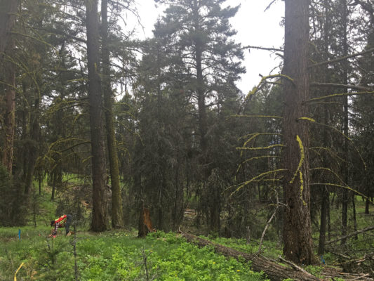 Forest at Peterhope Lake research site