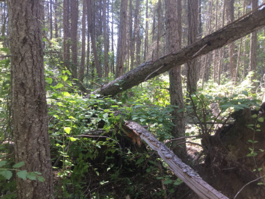 Forest at Two Bit Creek research site