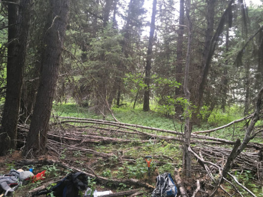 Forest at Venables research site