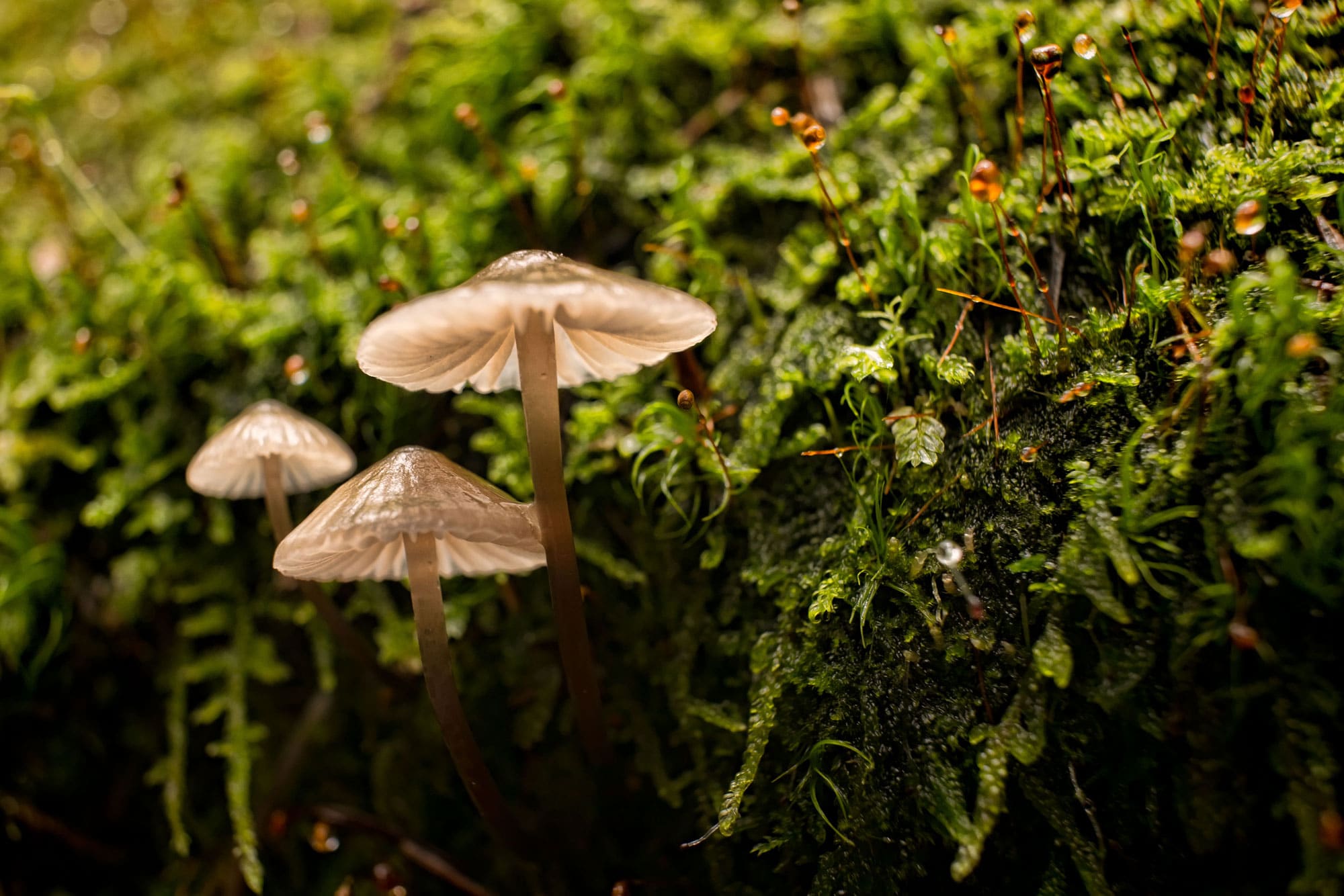 Close up of mushrooms and moss