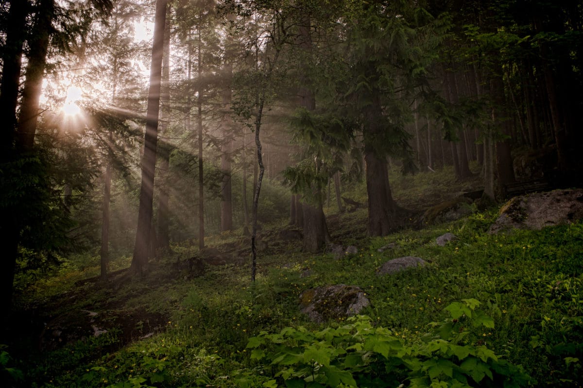 Light shining through trees in a forest