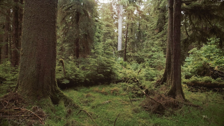 Mother trees in the forest