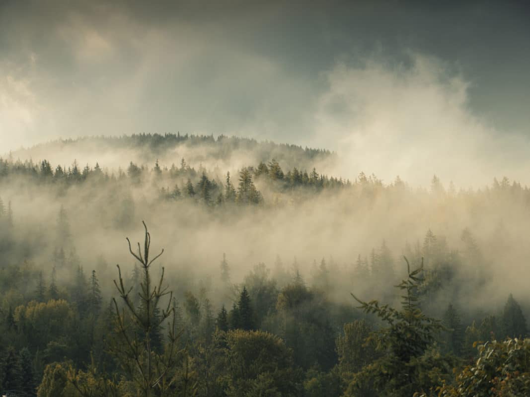 Forest on the side of the mountain with mist