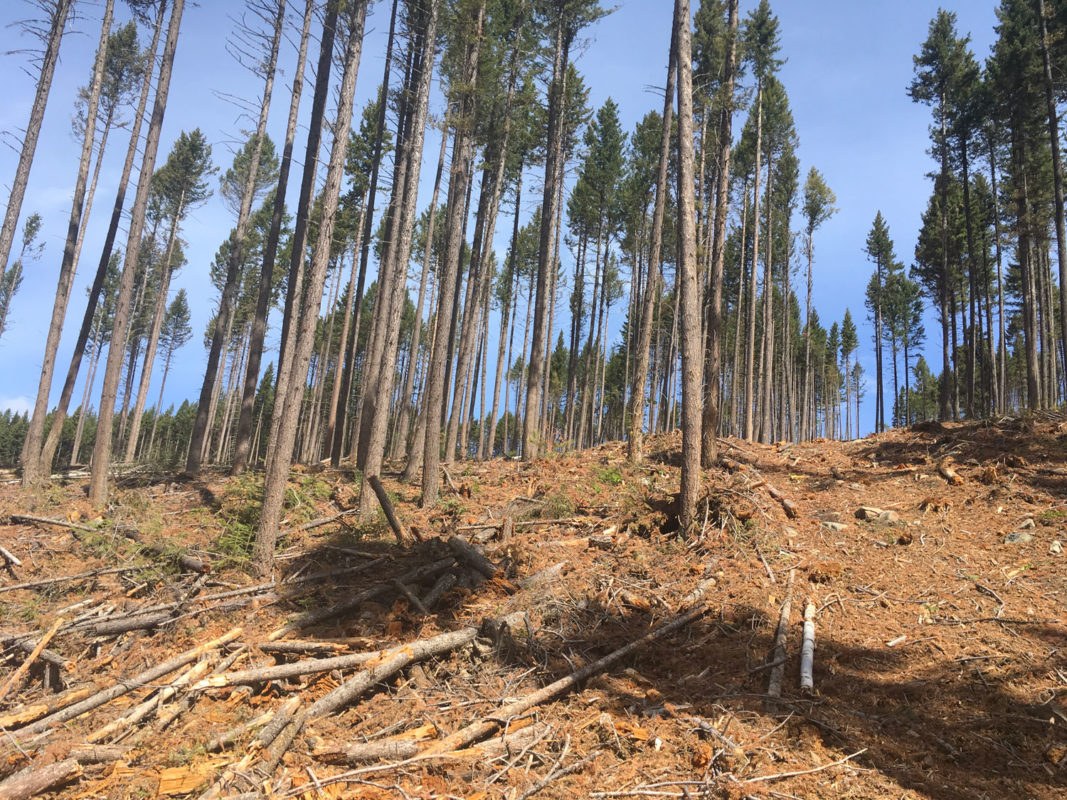 60% group retention with thinning