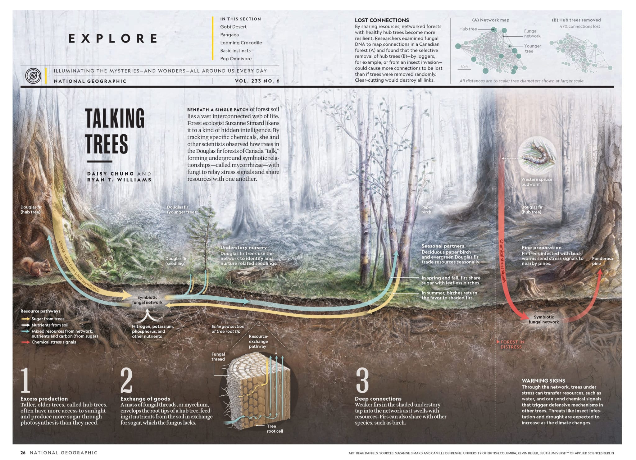 About Mother Trees in the Forest The Mother Tree Project