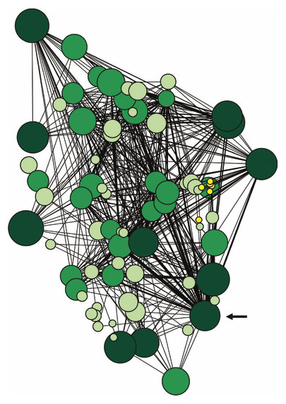 Network map of linkages between Douglas-fir trees through the mycorrhizal network