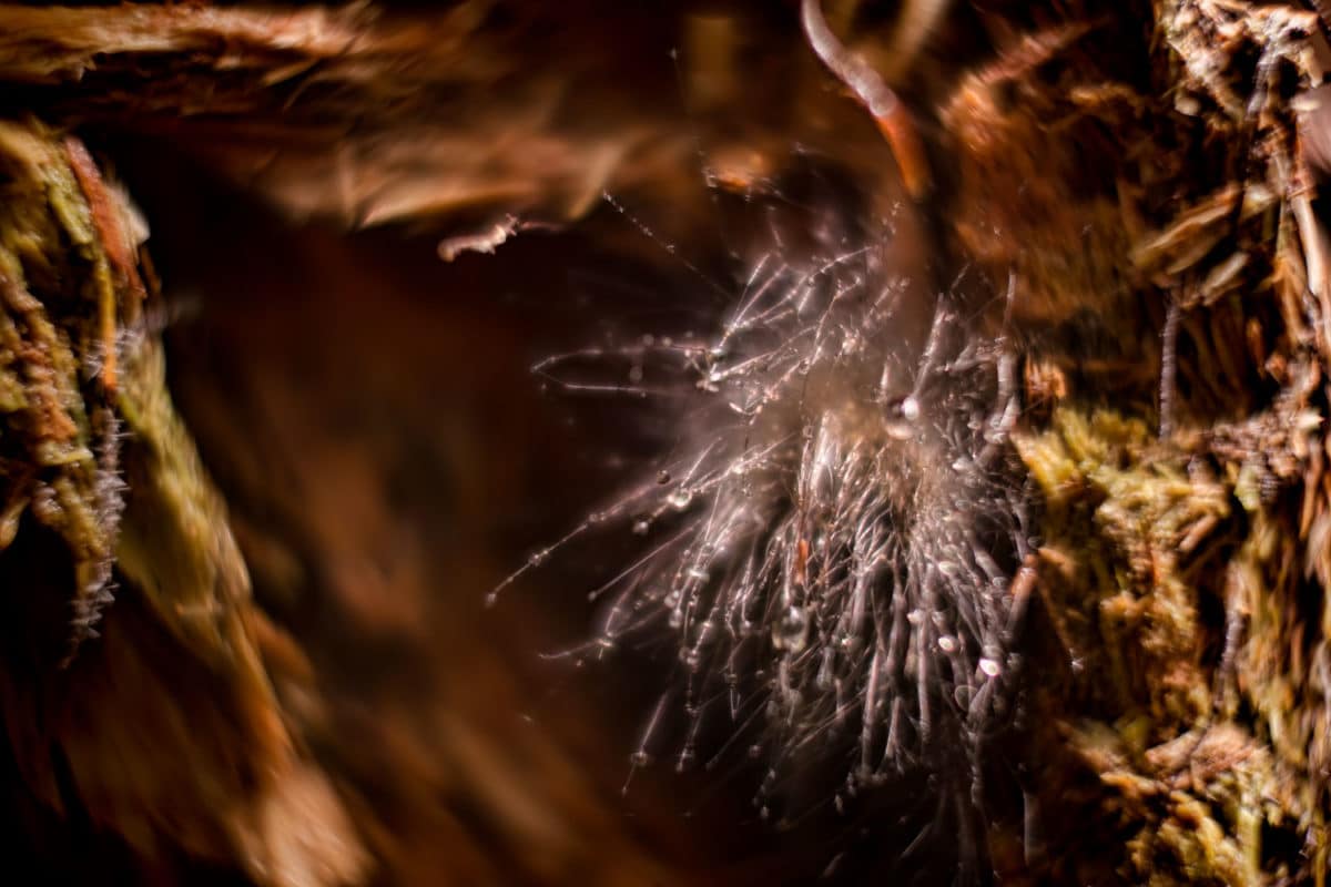 Close up photo of mycelium
