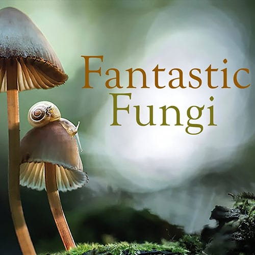 Fantastic Fungi Movie Logo