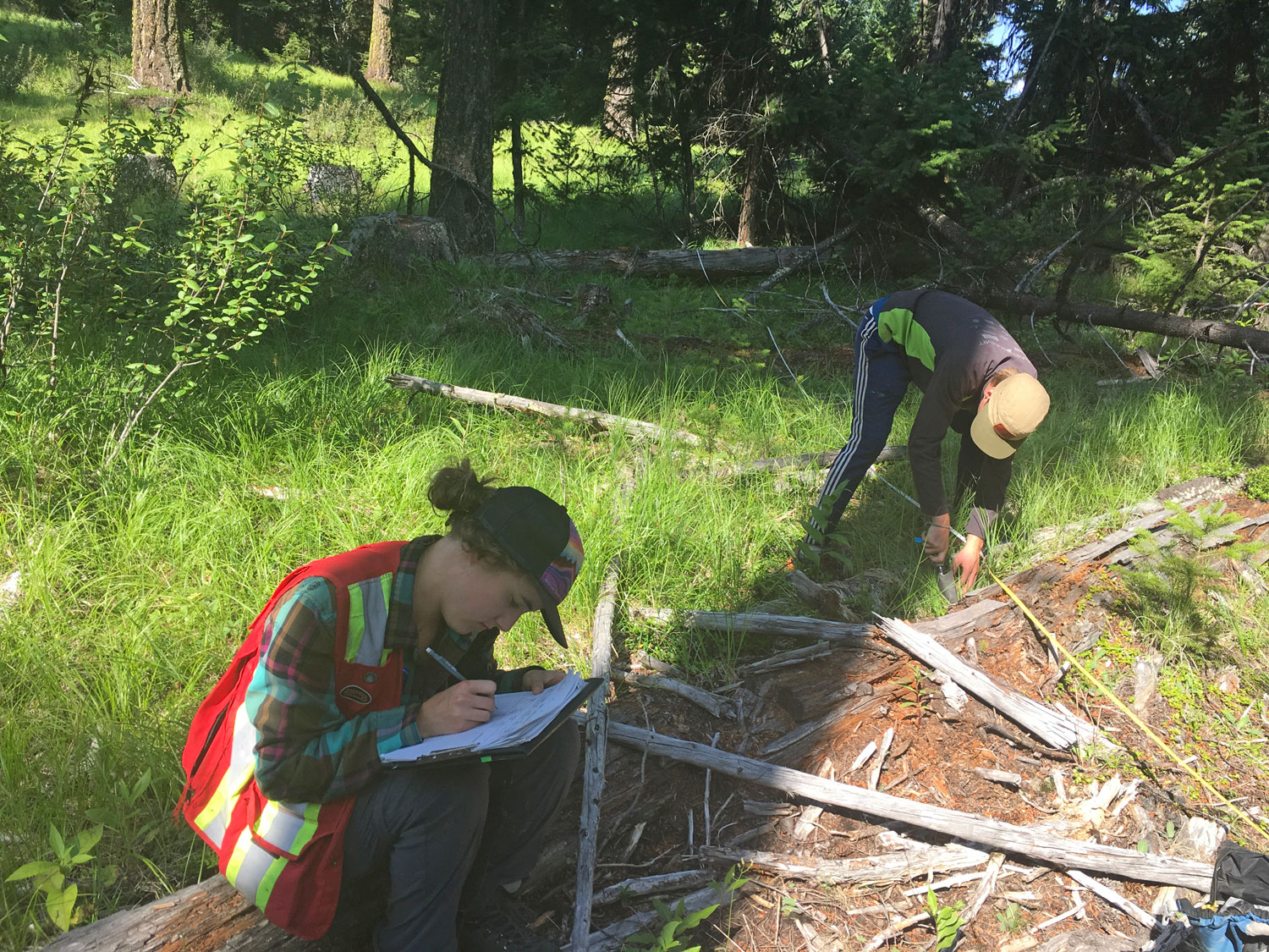 Researchers working at a Mother Tree research site