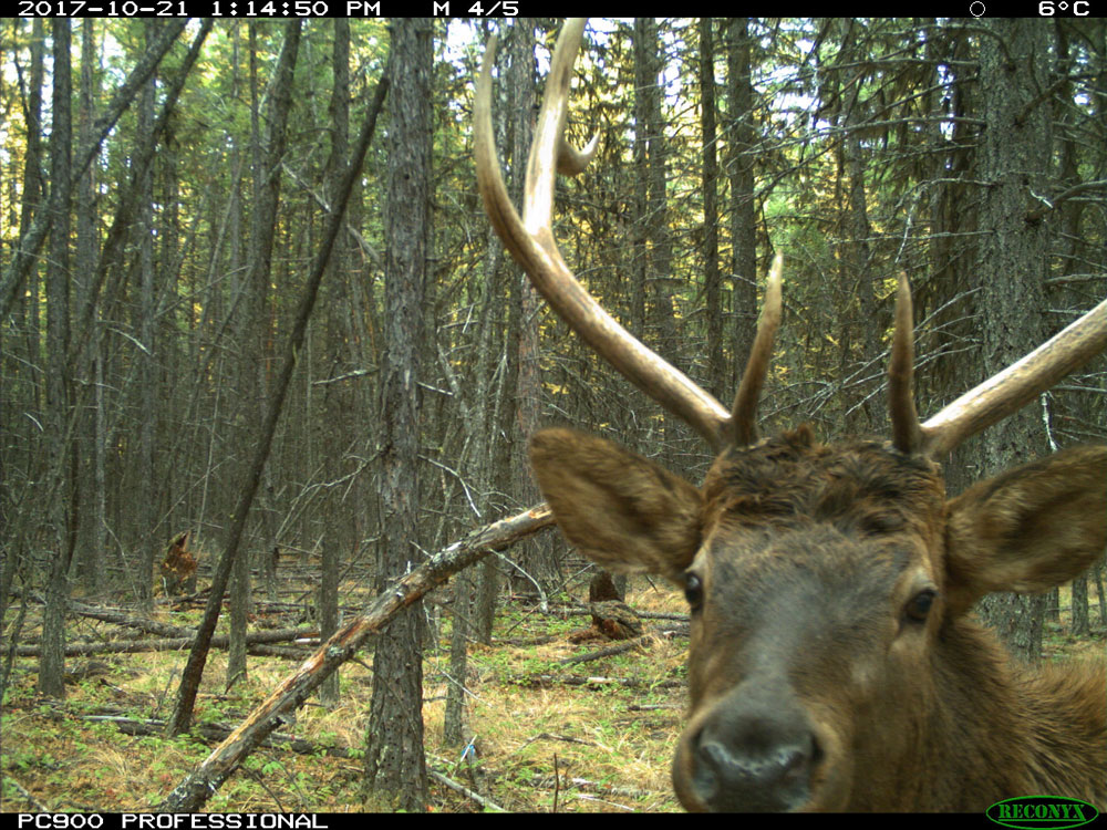 Photo of an elk taken from the Jaffray Wildlife Cam