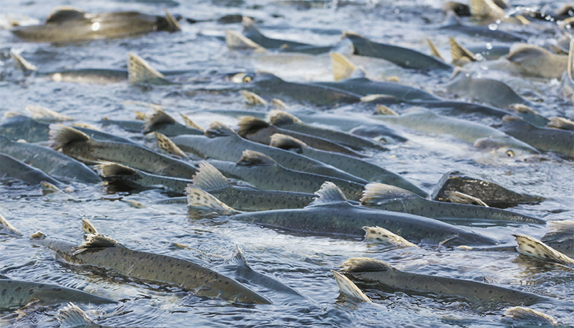 photo of spawning salmon, kamchatka