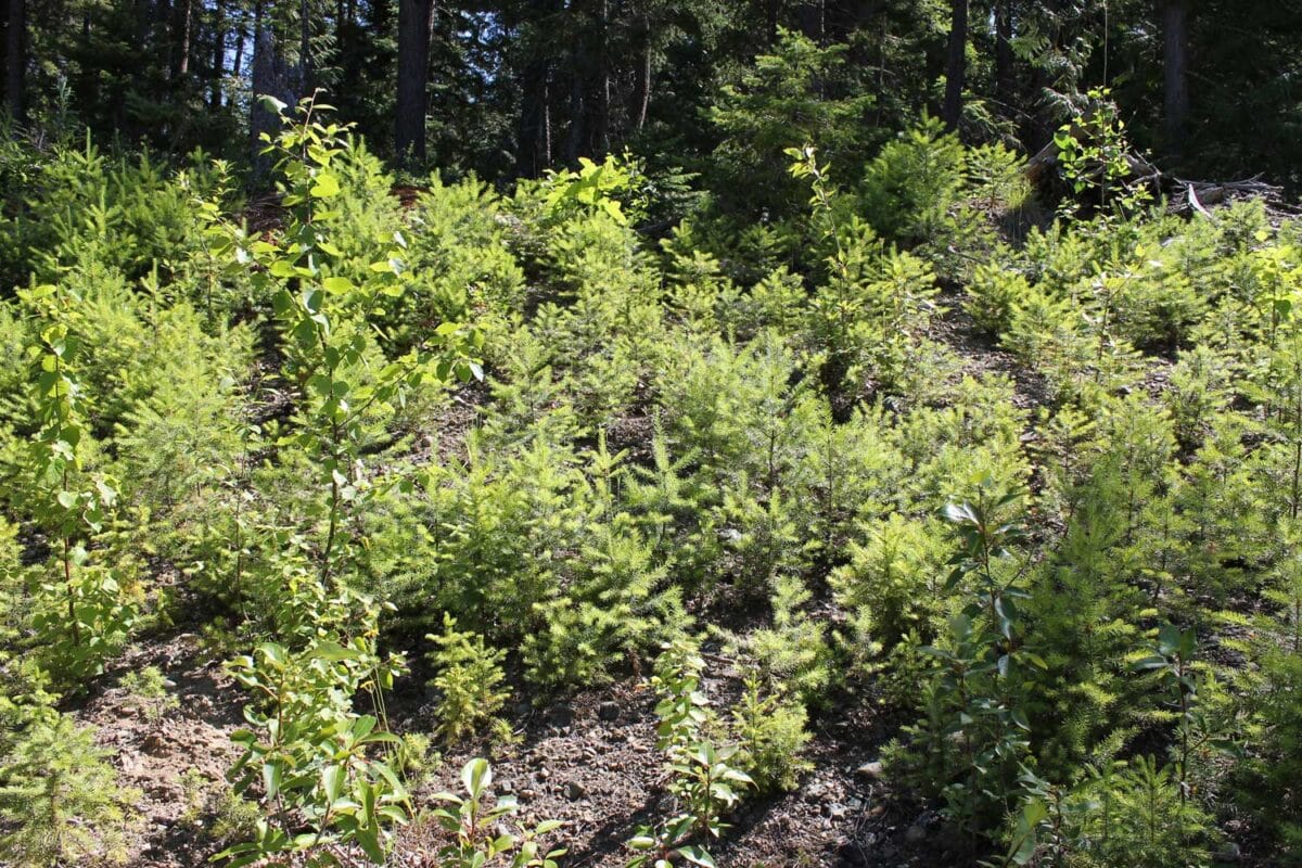 photo of seedlings