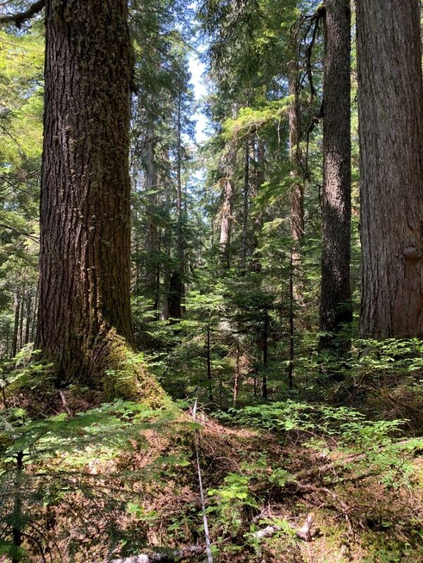 Research Brief #2 - The Mother Tree Project & Program (MTPP)