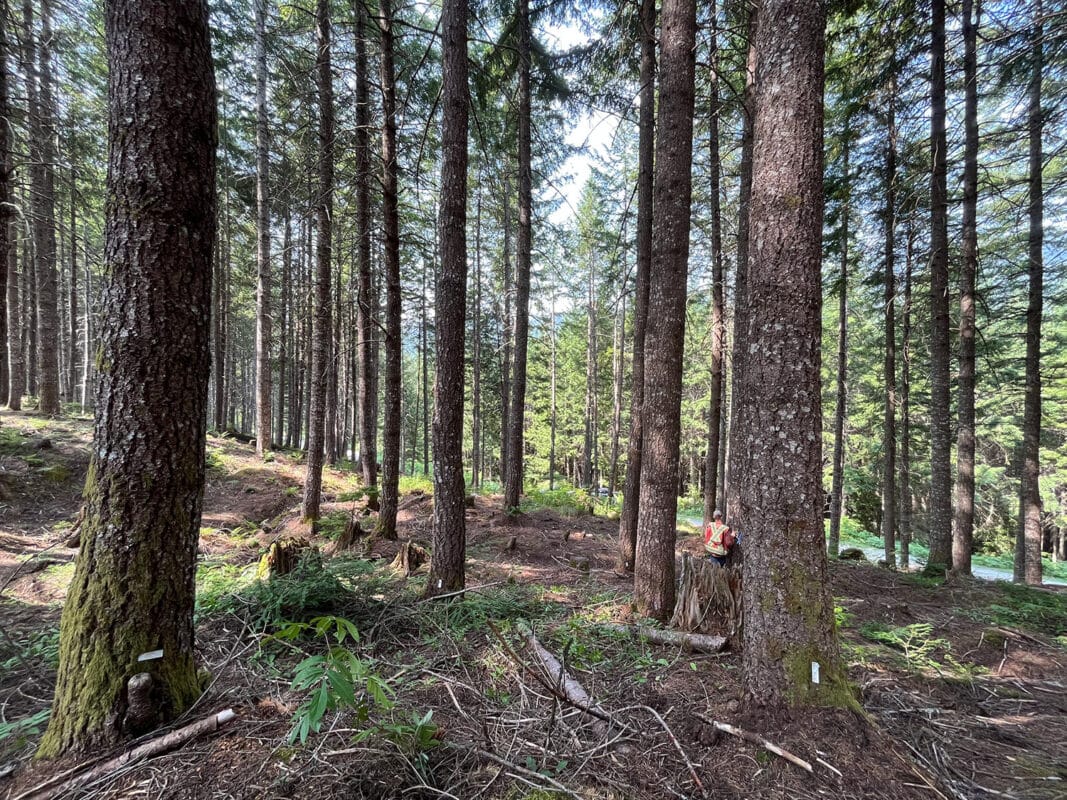 Research Brief #2 - The Mother Tree Project & Program (MTPP)